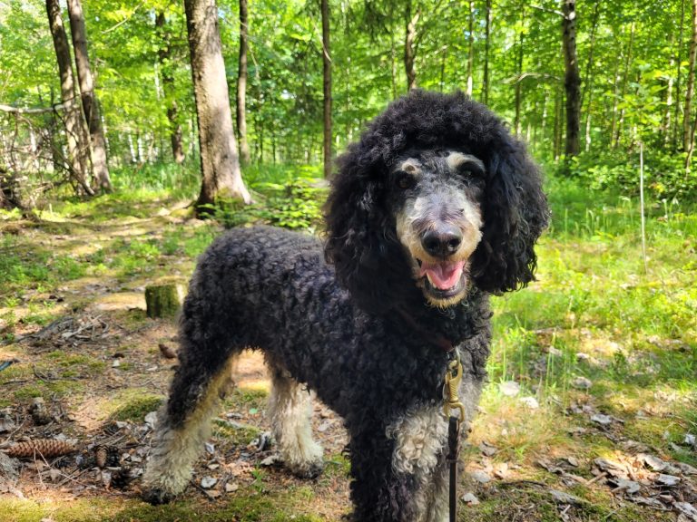 COB-chief-of-barking hofhund-luna